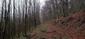 Kukučka obyčajná (jarabá) (22.4.2025)