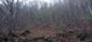 Pinka lesná (22.4.2025)