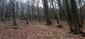 Hýľ lesný (obyčajný) (22.4.2025)