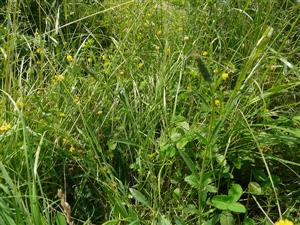 Pseudolysimachion orchideum na lokalite Tekovská Breznica, Pod horou