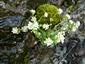 Cochlearia tatrae
