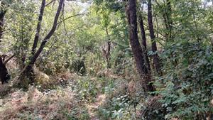 Pohľad na lokalitu - interiér porastu