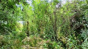 Pohľad na TMP - v smere k brehu Váhu