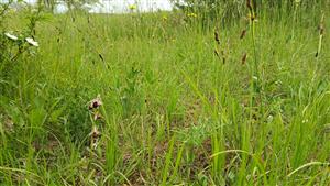 Ophrys holubyana na lokalite