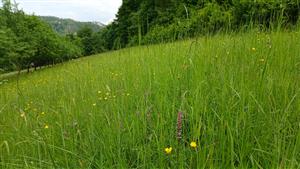 Pohľad na TML s Gymnadenia conopsea