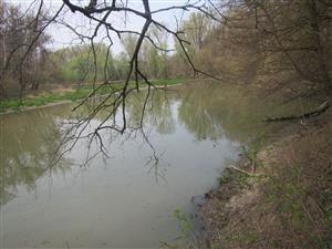 Meander