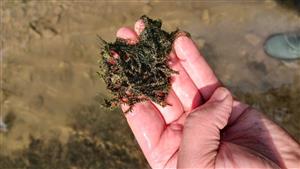 Fontinalis antipyretica na TMP