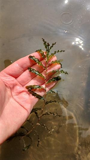 Potamogeton crispus na TMP