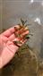 Potamogeton crispus na TMP