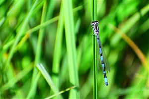 Coenagrion ornatum