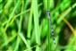 Coenagrion ornatum