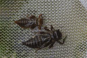 Cordulegaster bidentata