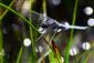 Orthetrum coerulescens