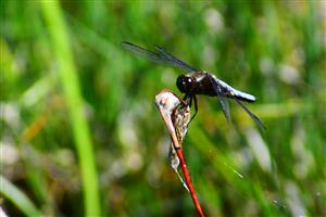 Libellula depressa