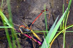 Pyrrhosoma nymphula ovipozícia