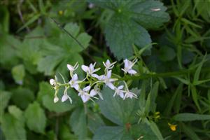 Platanthera bifolia v TML