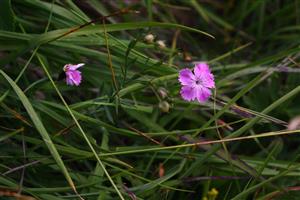Dianthus nitidus na TML