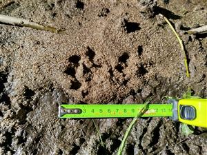 Stopa vydry riečnej 