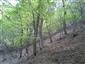 plocháč červený (27.4.2015)