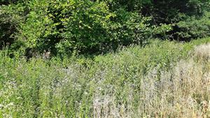 Porasty konopáčov a mäty medzi brehovým porastom a poľom s ovsom.