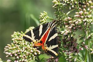 Callimorpha quadripunctaria na kvetoch konopáčov.