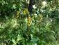 Ligularia sibirica na lokalite