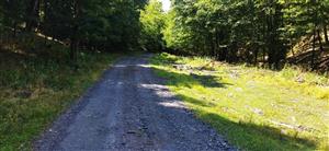 Pohľad na časť lokality - lesná cesta pozdĺž potoka.