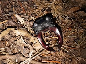 hlava samca roháča s hryzadlami