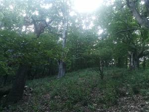 typický charakter TML v hrebeňovej partii