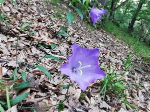campanella persicifolia - zvonček broskyňolistý