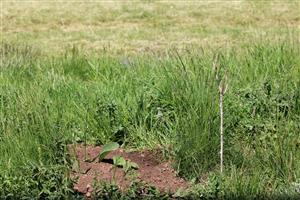 čerstvý výhrabok na ploche TML