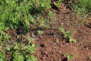 prikrmovanie slnečnicou