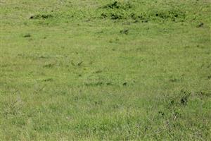 adultný jedinec sysľa na TML