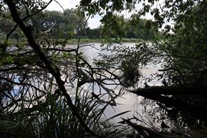 Pohľad na severnú časť TML Číčov - NPR Číčovské mŕtve rameno. Foto: 21.7.2025, J.Lengyel.