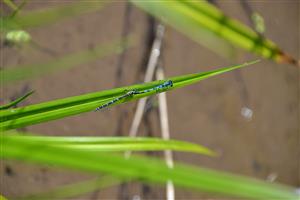 Tandem Coenagrion ornatum na TML Lesenice.