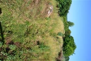 stredná časť TMP na Lesenickom potoku, nekosené.