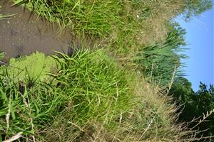 Stredná časť TML Lesenice na Lesenickom potoku, najväčší úsek otvorenej vodnej hladiny.