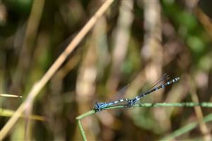 Tandem Coenagrion ornatum na Lesenickom potoku.