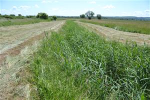 Stredná časť TML pod mostom hradskej, negatívnym faktorom je hustý porast trsti obyčajnej v nekosenej kynete kanála. 