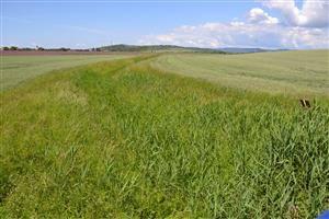 Horná časť TML nad mostom, porast trsti (Phragmites australis) strieda ježohlav (Sparganium erectum).