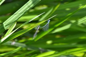 Tandem Coenagrion ornatum v hornej časti TML: