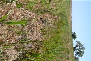 Pokosená biomasa v koryte kanála pokrýva vodnú hladinu a urychľuje proces zazemňovania.