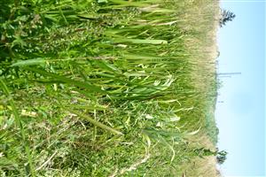 Hustý porast makrovegetácie (Scrophularia nodosa, Sparganium erectum, Phragmites australis) v hornej časti TML.