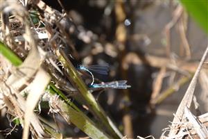 Tandem Coenagrion ornatum na TML Chrastnice.
