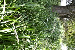 Dolná časť TML je zatieniená brehovým porastom vŕb, trstinou a ježohlavom.