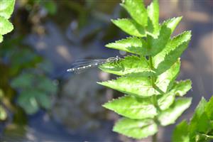 Samica C. ornatum v hornej časti TML:
