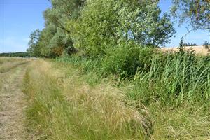 TML zarastená vegetáciou a, kríkmi a stromy, ktoré sú limitujúcim faktorm rozmnožovania C. ornatum v tejto časti TML: