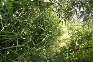 Horná časť TML, zarastený a zatienený tok Galamie, stav habitátu je limitujúci pre výskyt a rozmnožovanie C. ornatum.