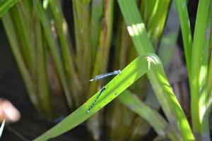 Coenagrion ornatum na TML Balog nad Ipľom.