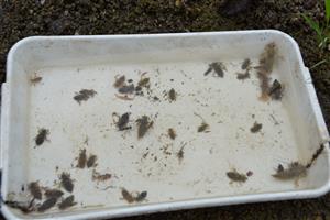 Larvy z TLM, 3 jedince Stylurus flavipes, dominujú larvy Onychogomphus forcipatus.